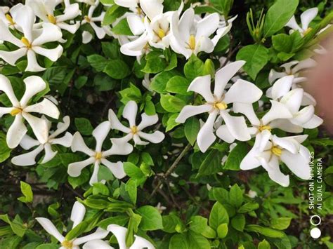 如何讓梔子花開花|春天梔子花養護技巧，如何澆水促根壯、防黃葉、增花量